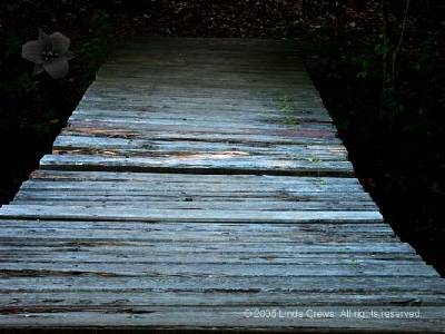 Wooden Bridge